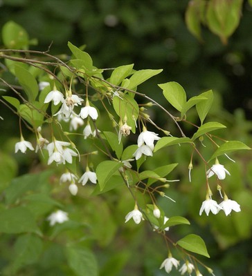 Schneeglöckchenstrauch Evening Light 80-100cm - Styrax japonica