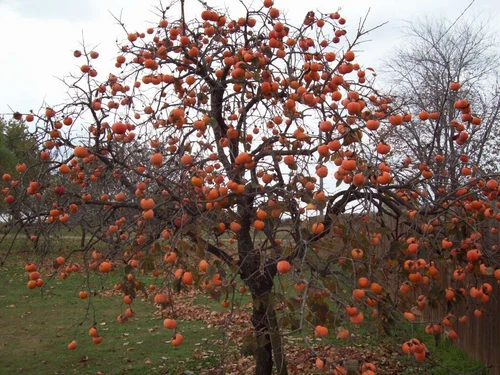 Common Persimmon Diospyros virginiana 25 FLOATED SEEDS 2023