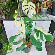 Real Photo Monstera Albo Halfmoon Variegated Free Phyto