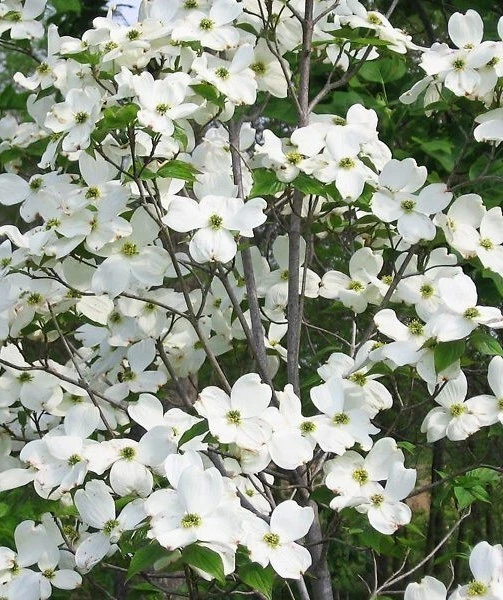 Белое цветущее кизиловое дерево (высота 2-3 фута, живое дерево, голый корень) быстрый рост - Изображение 3 из 4