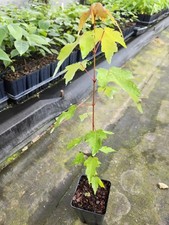Red Maple Trees 2 Per Order