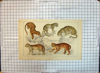 Original alter antiker Druck Farbe Leoparden Wildkatzen Fullarton