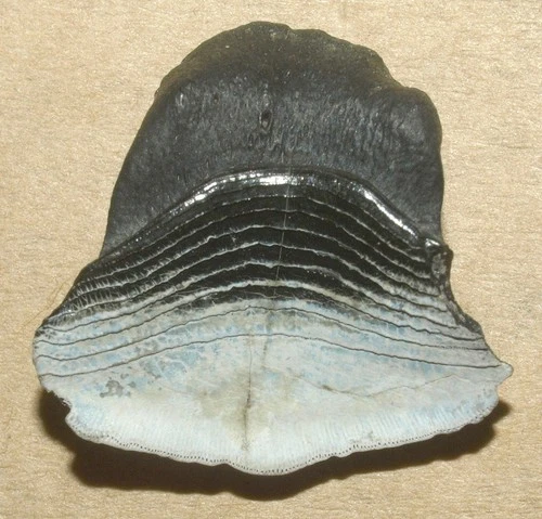 RARE,  Petalodus ohioensis, tooth of Caboniferous fish, from Kaluga reg, Russia
