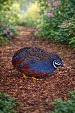 12 Exotic Mystery Pack Button Quail Hatching Eggs Chinese Painted SPECIAL RARE