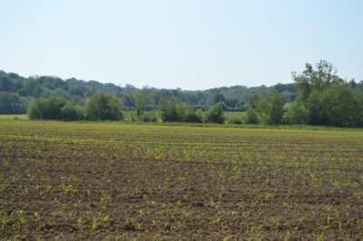 Photo 6x4 Young wheat Poundsbridge  c2015
