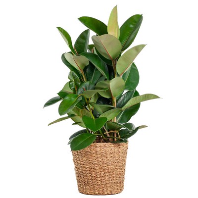 Ficus Elastica Robusta   Gummibaum   Zimmerpflanze   ca. 90 cm  
