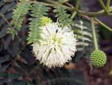 Graines de Leucaena leucocephala,le faux mimosa,graines biologiques,produit bio