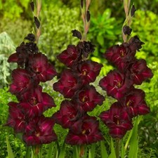 5 - GLADIOLUS BLACK STAR Flower Bulbs  Striking  Great For Back Borders