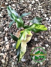 Rrae Plant Thaumatophyllum African Fantasy Variegated Real Picture