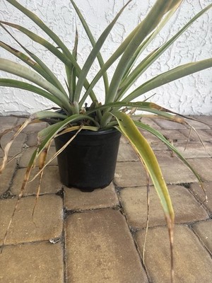 Burpee Pineapple Fruit Plant Potted Broadleaf Outdoor Tropical Full Sun |  eBay