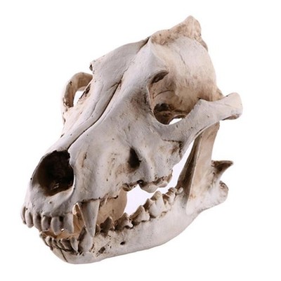Harz Schneewolf Tierkopf Schädel Replik Halloween Ornament Statue Modell Whit