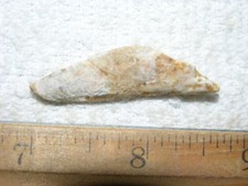 Dinosaur fossil tooth Spinosaurus Cretaceous Era bigger 1.5 inch long G49