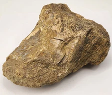 Sauropod Caudal Vertebra Fossil  - Personal Find - Morrison Fm. - Big Horn, WY