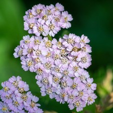 Achillea Lilac Beauty - Summer Flowering Perennial Plants Garden Plant