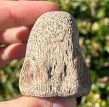 Texas Fossil Mosasaur Vertebrae Ozan Formation Dinosaur Bones Cretaceous Age