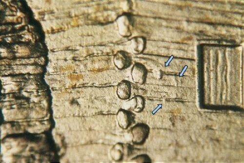 2009 P Lincoln Cent EC WDDR-035 frühkindliche Blockhütte Geburtshaus Doppelstanz - Bild 1 von 3