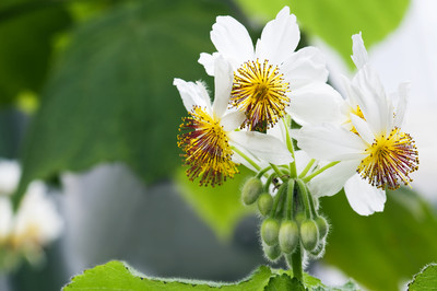 Schwamm Blumen Zimmerlinde Samen | Frische Luft, Einfache Pflege, Ideal Fr  Bonsai & Zimmer Heilpflanzen Samen