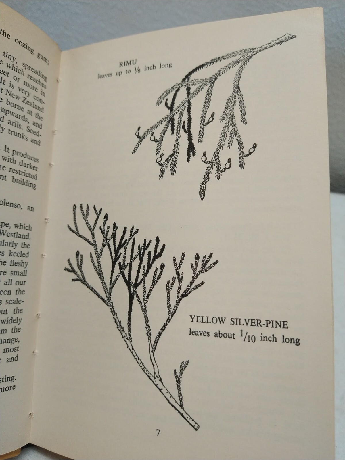 Nature in New Zealand Native Trees by Bruce Hamlin Vintage 1962 HC book