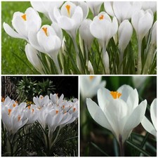 Crocus Flower Bulbs. Joan Of Arc. Pretty Early Spring Flowers.