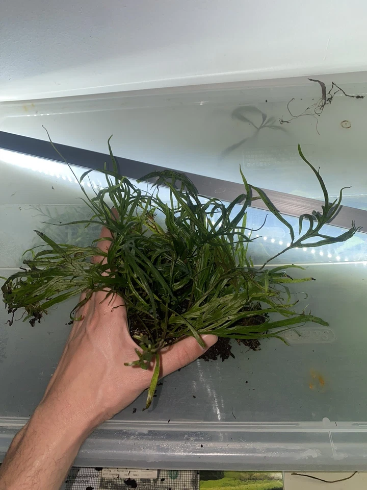 Java Fern 'Trident' (Microsorum Pteropus "Narrow") Heated Shipping - Image 3 of 4