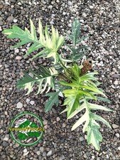 Philodendron Florida Beauty x Tortum variegato maturo taglia grande vera scelta