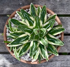 Agave victoriae-reginae 'Kizan'-clean established offset ex-mite free collection