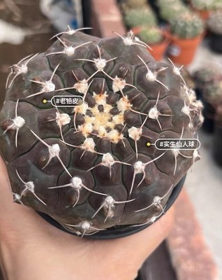 Copiapoa Old lead skin, solid roots, long time and age  WYSIWYG 8.5cm