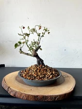 AWESOME! Fantastic MARMALADE SKIES Pre-Bonsai, 15 Years, Huge Trunk #821