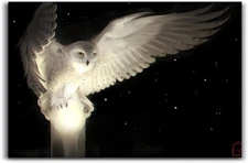 White Owl Flying Poster Canvas Painting Print Wall Art Modern Living Decor