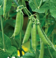 Sugar Daddy Snap Pea Seeds | Non GMO Asian Garden Snow Peas Vegetable Seed 2025