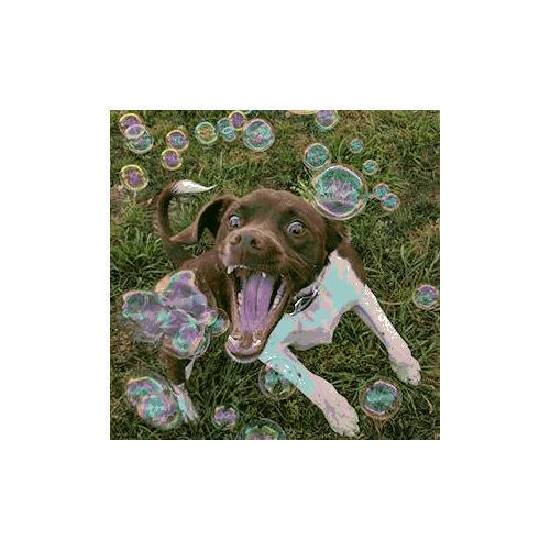 Bubbletastic Dog Bubbles 8oz. Refill Bottle of Bacon Bubble Solution