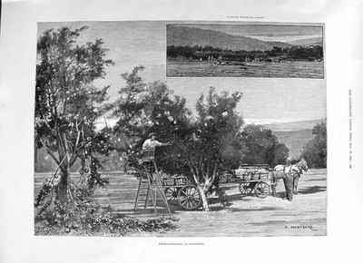 Alte 1891 Obstsammelbäume California Montbard Frederick Tennyson viktorianisch
