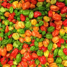 Aji Dulce Pepper Seeds | Mild Heat | Heirloom / Non-GMO | Free Shipping | 1016
