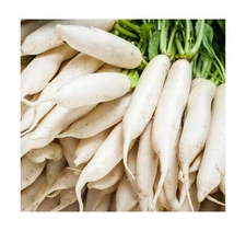 Japanese Daikon Radish Seeds for Planting - 100 Heirloom Non GMO Seeds - Full...