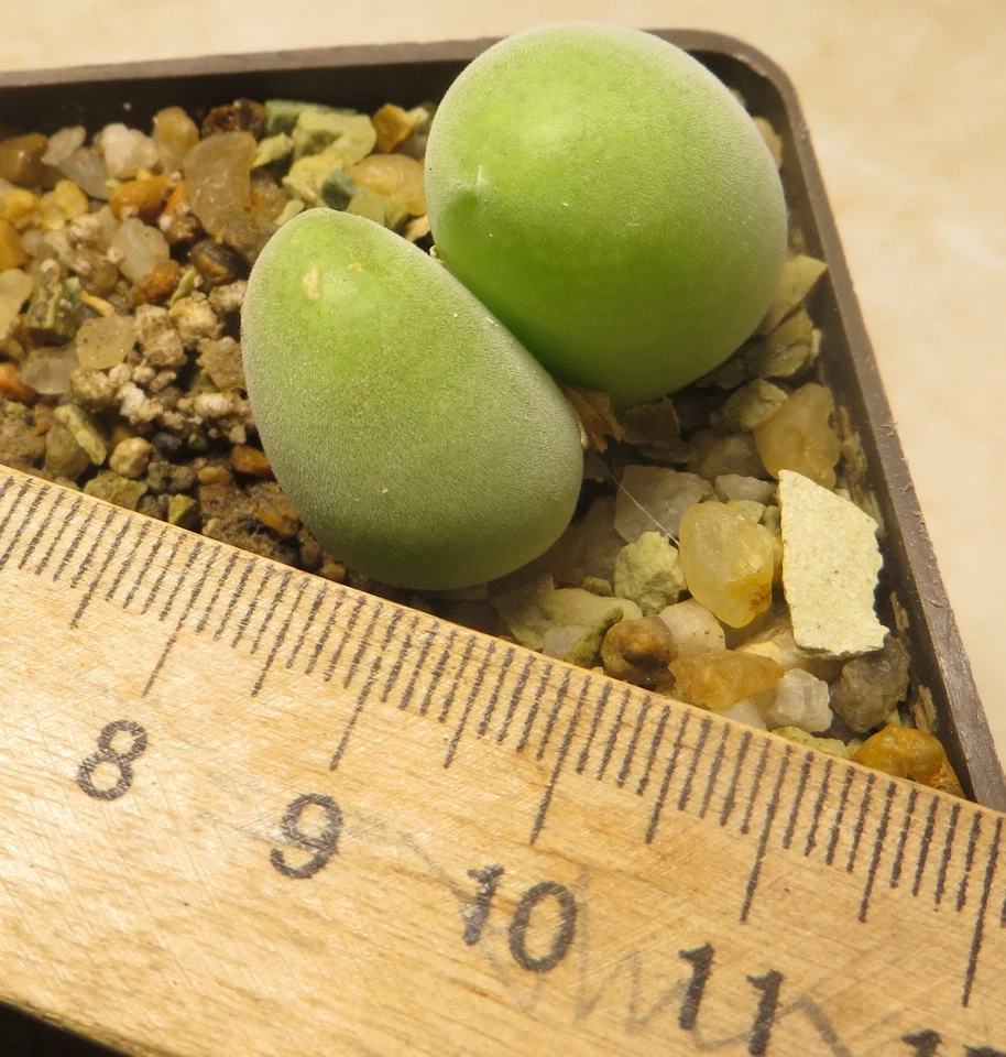 muiria hortenseae - Immagine 2 di 4