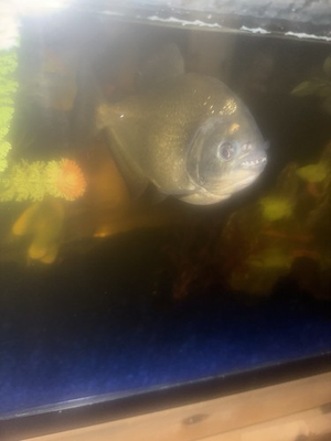 #ad 1 Red Belly Piranha 6 8 Inch $100.00