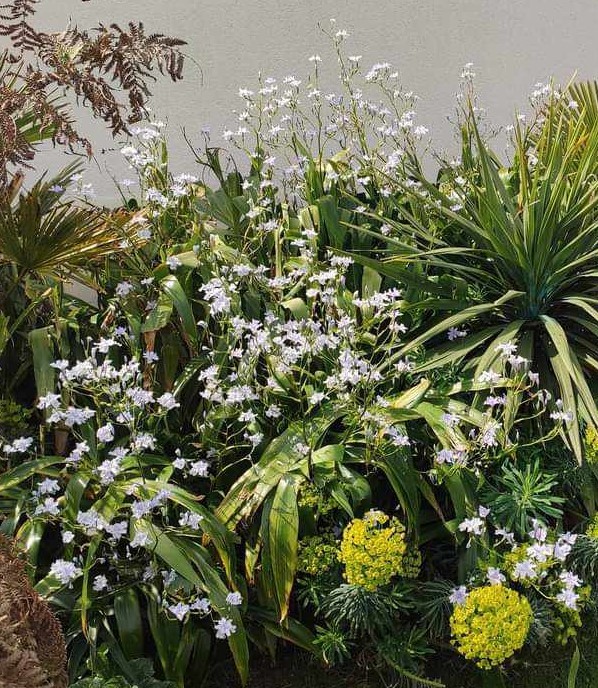 Iris confusa plante vivace feuillage persistant Iris bambou de 6L