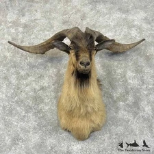#31011 E | Feral Goat Taxidermy Shoulder Mount For Sale