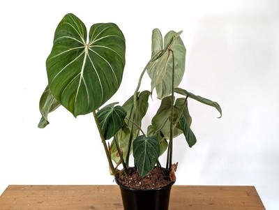 Philodendron Gloriosum Crawling Plant in 4", 6" and Gallon Pots | eBay