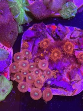 WYSIWYG Assorted Zoanthids Zoas Colony