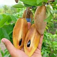 500+ Sapodilla Cucumber Seedss (Manilkara zapota) For Planting