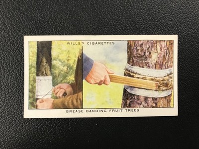 1938 Wills's Garden Hints #37 Grease Banding Fruit Trees