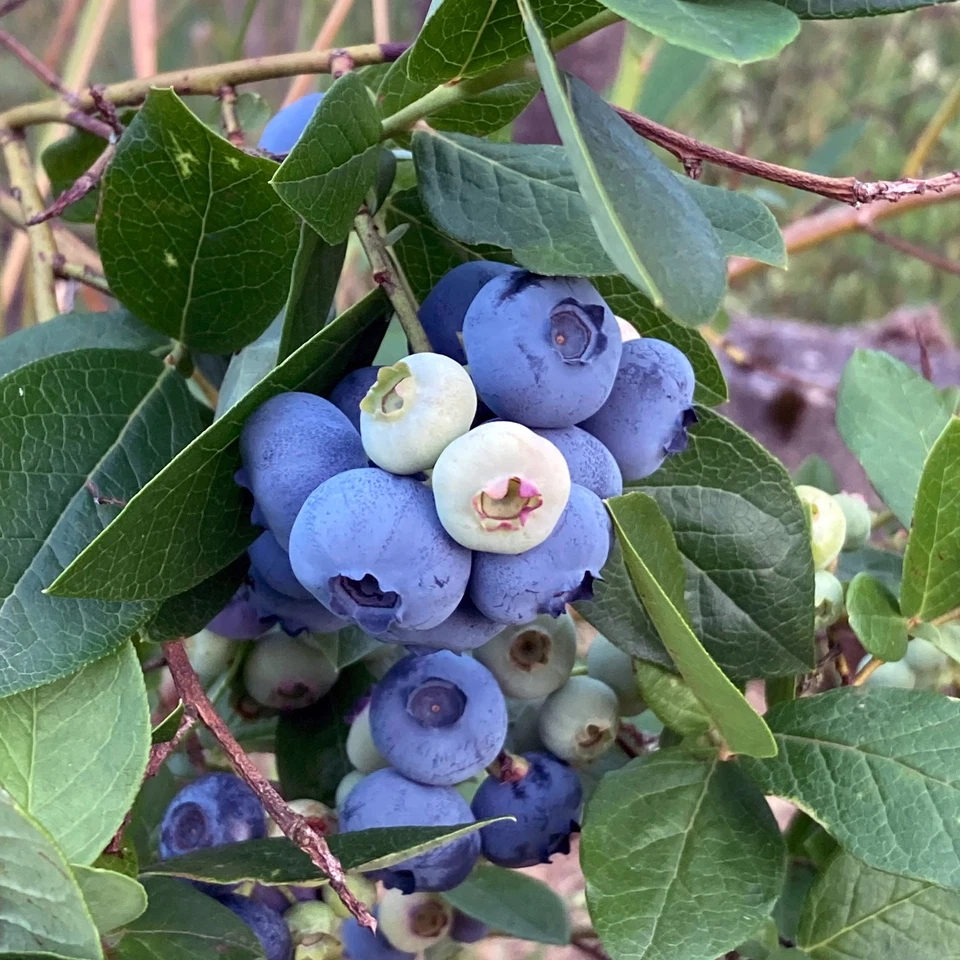 Kulturheidelbeere (Vaccinium corymbosum) Samen – aromatische Früchte, Herbstfärb - Bild 3 von 4