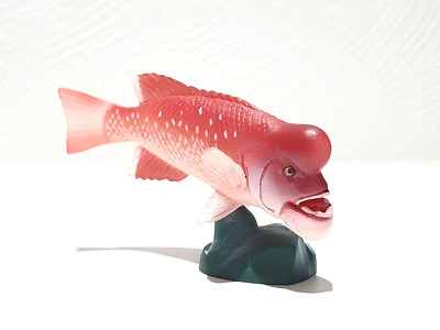 Kaiyodo Choco Q 8 HUMPHEAD WRASSE animal fish figure Chocoq animatales
