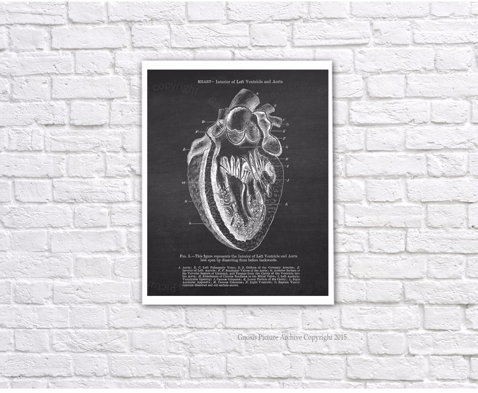 Vintage Human Heart Anatomy Art Prints Set of 3 unframed wall decor | eBay