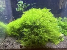 Fissidens Fontanus 3 3 Loose patch aquarium live plant Phoenix moss