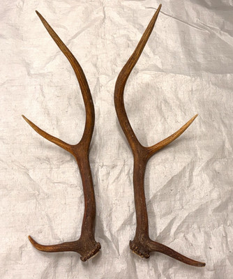real set elk antlers crafts antler decor taxidermy home cabin  man cave wall art