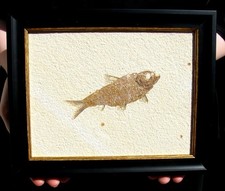 BEAUTIFUL, FRAMED KNIGHTIA EOCAENA FOSSIL FISH FROM WYOMING - GREAT GIFT IDEA!