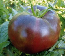 50 graines la tomate ancienne Noire de Crimée jardin bio Bretagne paysannes