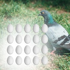 20x Solid Simulation Pigeon Eggs for Pigeon Hatching Homing Pigeon for Birds